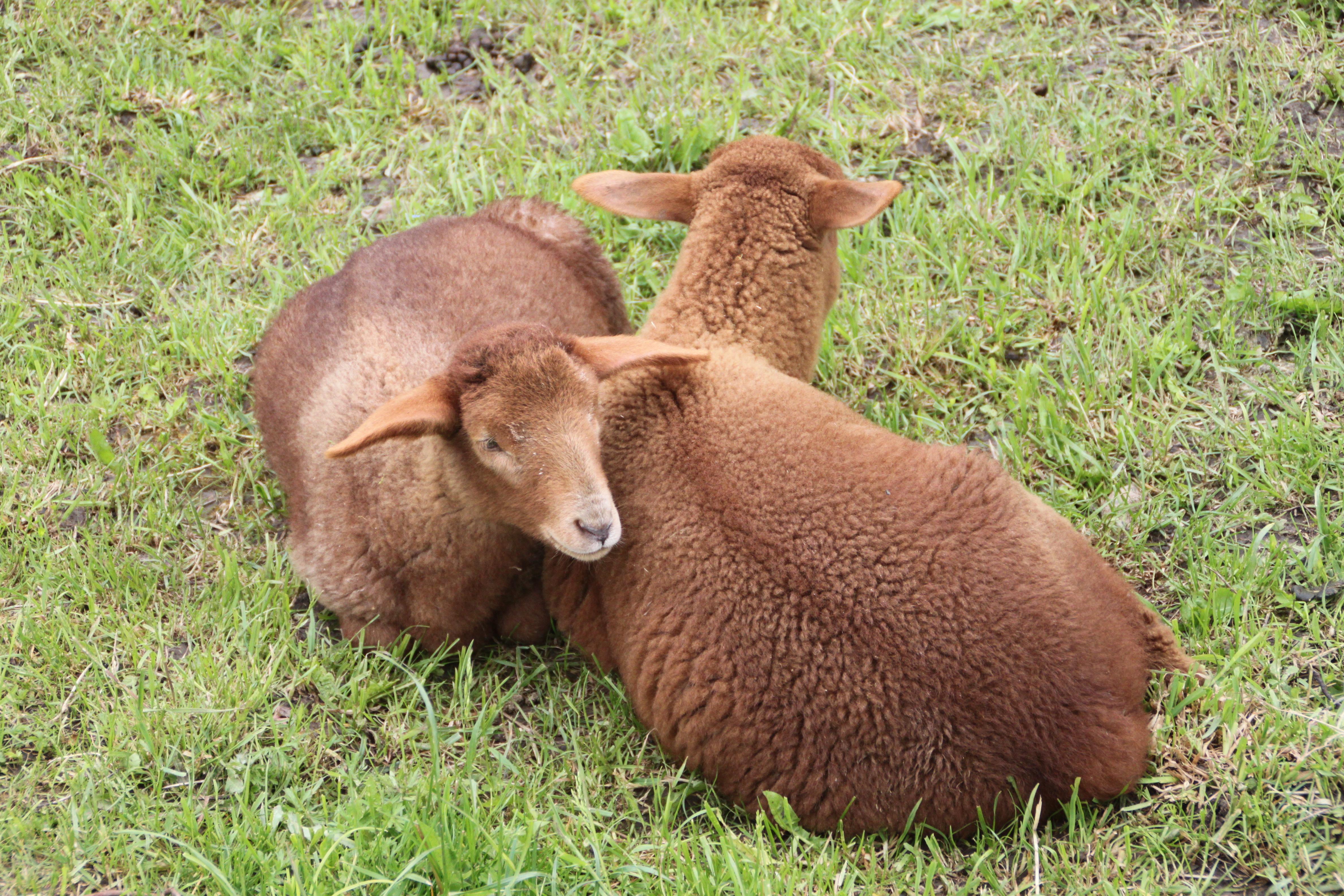 Ein absolutes Highlight: Die Tiere des Fränkischen Freilandmuseums. 