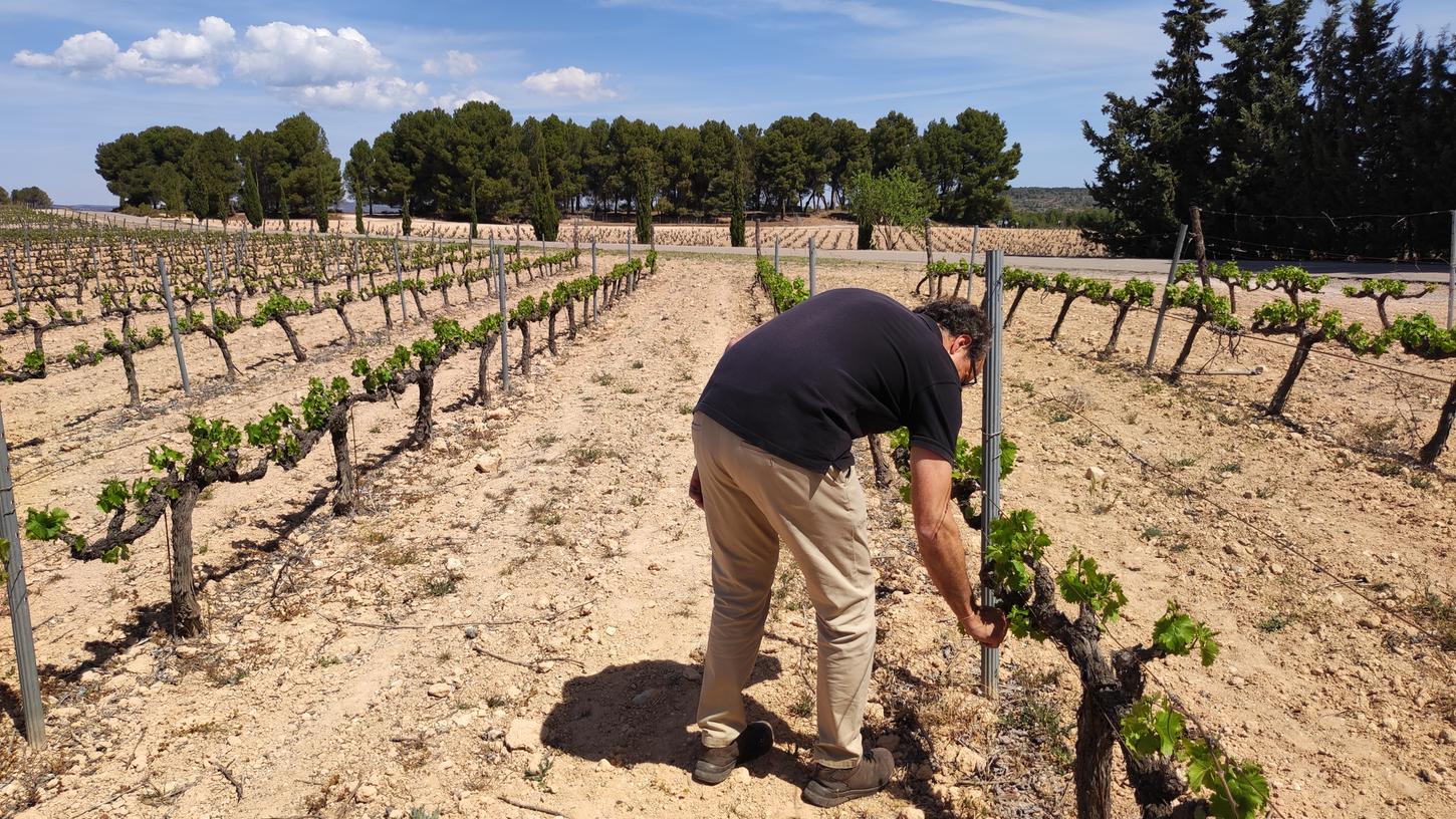 Miguel Velasques stellt seit 20 Jahren Bio-Wein her, zuletzt wurde er demeterzertifiziert. Die Bodega Los Frailes in der Provinz Valencia existiert seit 1771 und ist eines der ältesten Weingüter in Spanien.