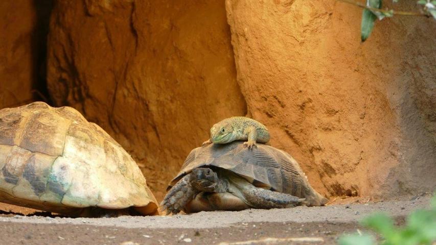  Eine Perleidechse im Nürnberger Tiergarten hat eine Mitfahrgelegenheit auf einer Griechischen Landschildkröte gefunden. Mehr Leserfotos finden Sie hier