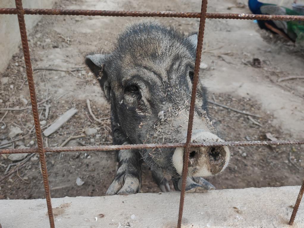 Auf dem ehemaligen Bauernhof Granja San Miguel lebt auch ein Schwein.