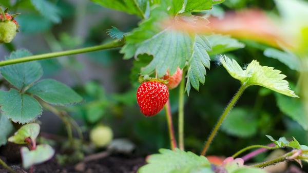 Erdbeeren am Strauch