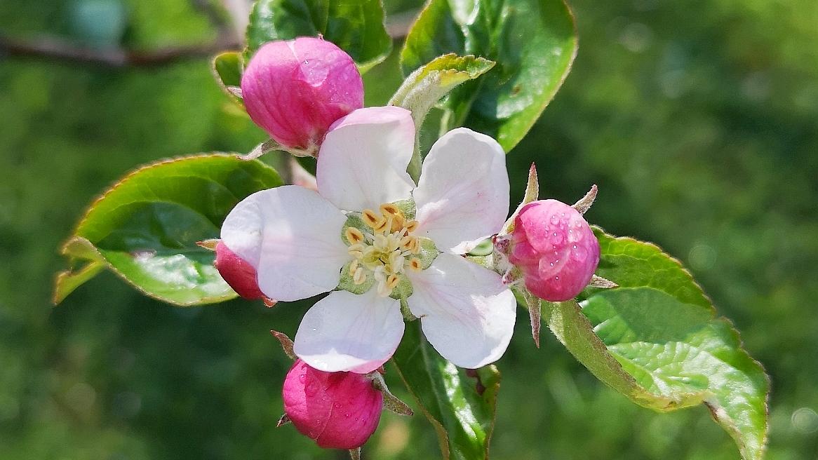 „Pflücken erlaubt“ heißt es zukünftig an den Obstbäumen der Stadt, wenn diese Apfelblüte zur Frucht geworden ist.