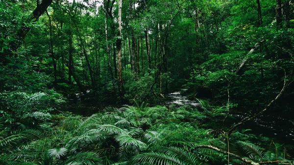 Tropical fern bushes background lush green foliage in the rain forest with nature plant tree and waterfall stream river - Green leaf floral backdrops well as tropical and jungle themes amazon forest