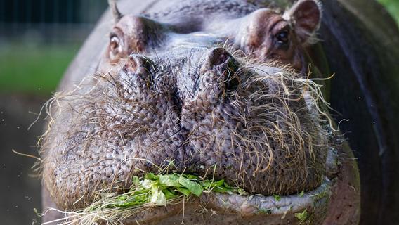 Zootiere fressen jetzt Low Carb: Grünzeug statt Reistorte für Eisbär und Gorilla