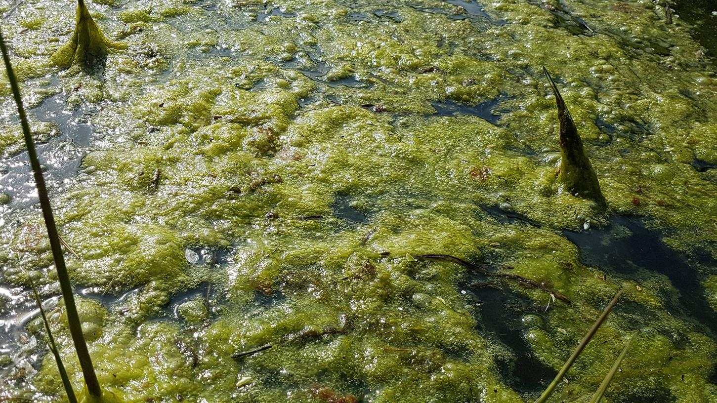 Algen bilden sich, wenn viele Nährstoffe im Wasser gelöst sind.