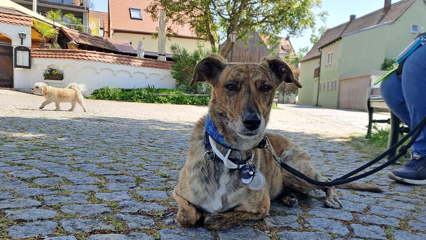 Kurze Pause im Schatten für die "Rampensau" Ilvy. Kurze Pause im Schatten für die "Rampensau" Ilvy.