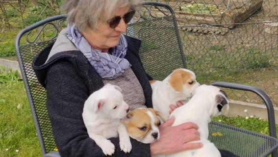 Erfolgreiche Spendenaktion für herzkranken Hundewelpen in Pegnitz