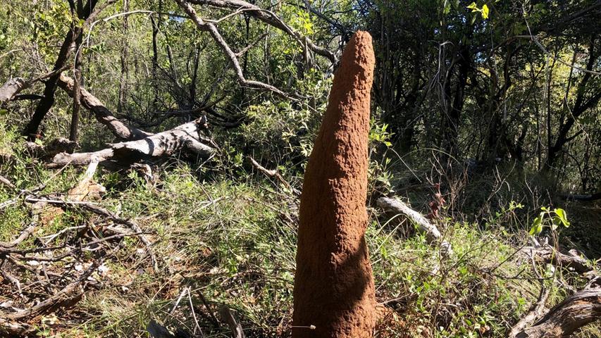 Termitenhügel - ob nun rund oder in die Höhe gebaut - säumen die Straßen im Outback und in den Nationalparks.  
