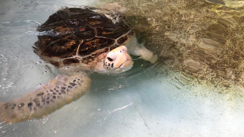 Kranke Meeresschildkröten, wie die etwa 40 bis 50 Jahre alte Portia, werden in einem kleinen Rehabilitationszentren auf der Insel Fitzroy Island wieder aufgepäppelt. 