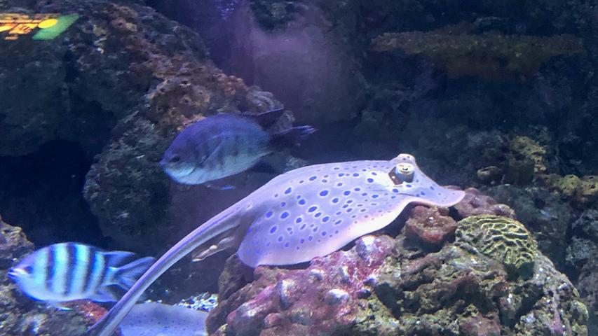 Faszinierende Tierwelt im Cairns Aquarium.