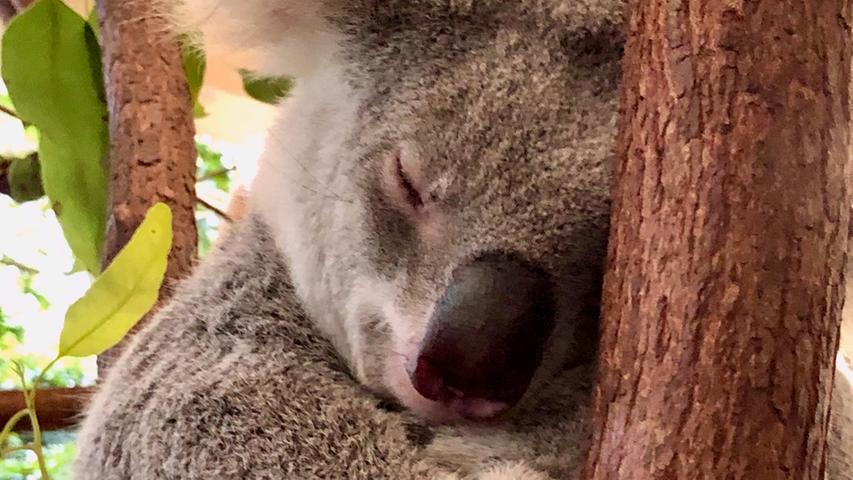 Nicht nur in der freien Natur sind Koalas in Queensland anzutreffen, sondern auch im Wildlife Habitat in Port Douglas. Dort kann man ihnen ganz nah kommen.