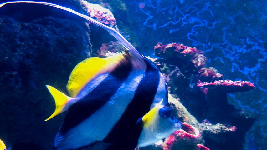 Faszinierende und vor allem farbenfrohe Unterwasserwelt im Cairns Aquarium.