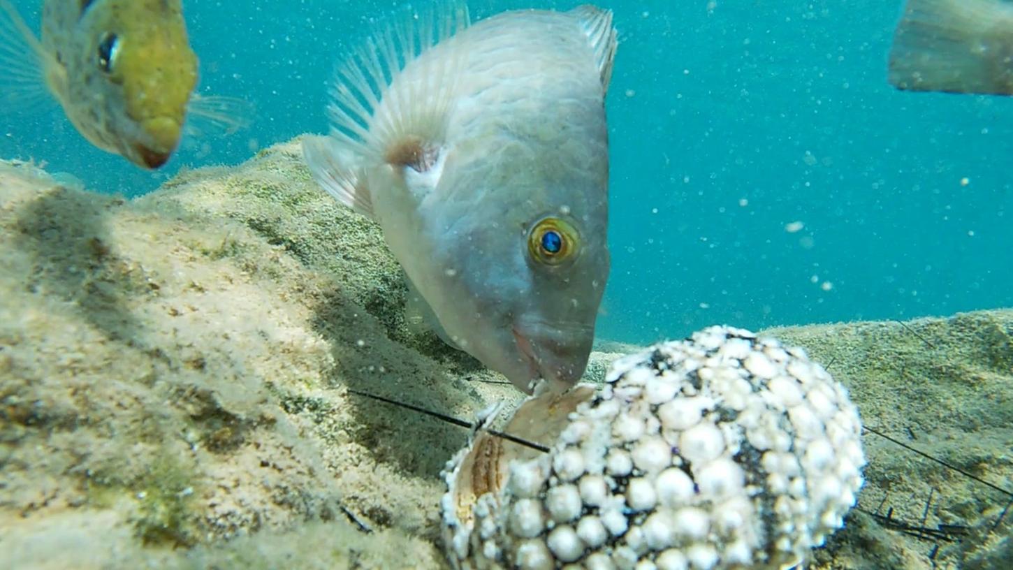 Fische fressen einen Seestern im Mittelmeer.