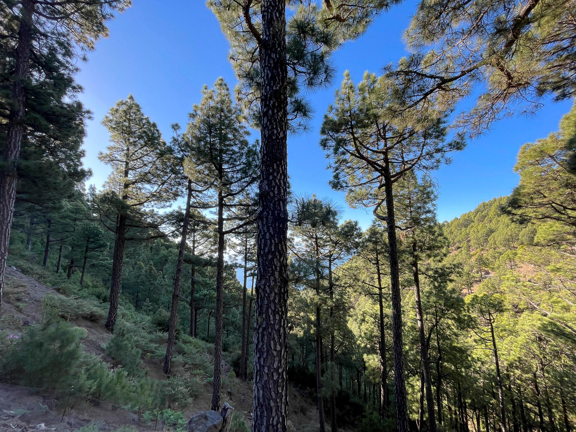 <p><span class="ng-binding" x-ng-class="{ 'editable-empty': !resourceInfo.valueOriginal[field.name] }">40 Prozent der Insel sind mit Wald bedeckt, wie hier mit der kanarischen Kiefer, die mit ihrer dicken Rinde sogar Waldbränden trotzt.</span></p>
