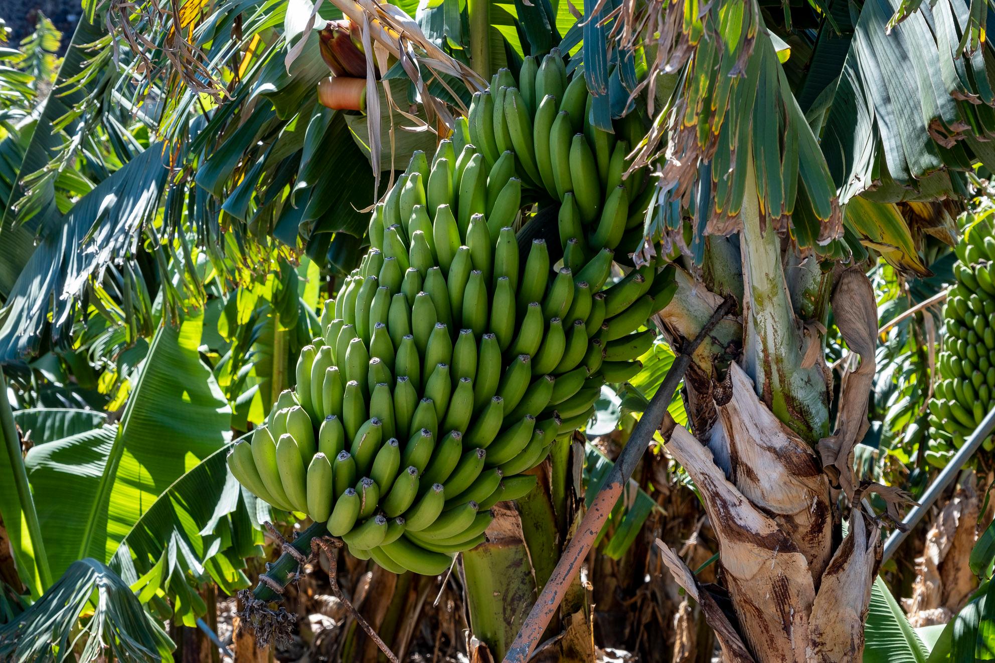 <p><span class="ng-binding" x-ng-class="{ 'editable-empty': !resourceInfo.valueOriginal[field.name] }">Umgeben ist der Ort von großen Bananenplantagen, dem Hauptexportartikel der Insel.</span></p>
