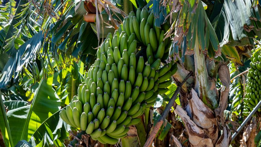 Umgeben ist der Ort von großen Bananenplantagen, dem Hauptexportartikel der Insel.