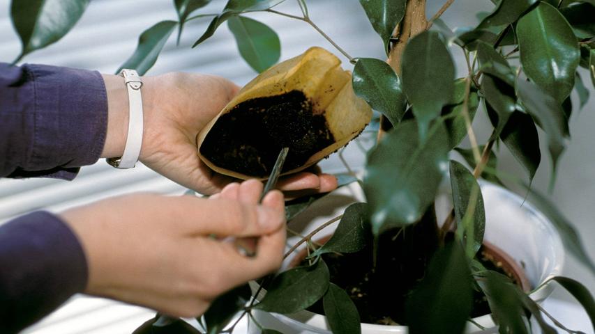 Kaffeesatz als natürlicher Dünger: Für welche Pflanzen eignet er sich?