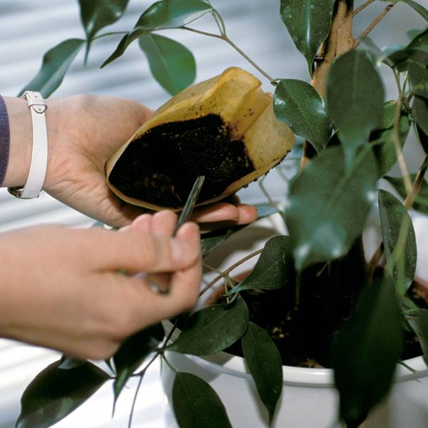 Tipps für Dünger aus Hausmitteln: