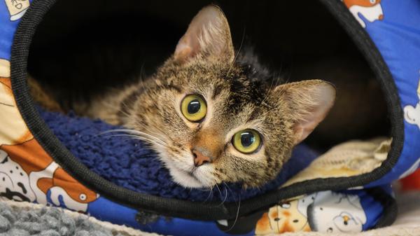 Normalerweise stellt das Tierheim Neumarkt bei einer Fundkatze die Frage, wer sie kennt oder wem sie gehört. Doch in diesem und dem nächsten Fall muss von der Mehrzahl gesprochen werden. Am 16. Mai lief eine getigerte Katze in Neumarkt in der Eggenstraße in einem Garten zu. Diese Katze hat entschieden, wegen eines Fotos nicht aus ihrer Kratzbaumhöhle zu klettern, sondern das ganze Shooting lieber in aller Ruhe und mit großen Augen aus ihrer Höhle heraus zu verfolgen. Dieses abgemagerte Katzenmädel hat nicht den leichten, rötlichen Schimmer in ihrem Tigerfell wie die folgende, im selben Garten aufgegriffene Katze, aber ihr haftete der gleiche, strenge und unangenehme Geruch an. Das Tierheim Neumarkt ist trotz der erfolgten Lockerungen noch immer bis auf Weiteres für Besucher, Gassigeher und Katzenstreichler geschlossen. Besuche und Tiervermittlungen können nur nach vorheriger telefonischer Terminvereinbarung stattfinden. Das Büro ist täglich (außer an Sonn- und Feiertagen) von 14.30 bis 17 Uhr unter der Telefonnummer (0 91 81) 2 28 62 erreichbar. In Notfällen und im Falle von Fundtieren ist das Tierheim ebenfalls unter dieser Telefonnummer erreichbar. Hier geht es zur Internet-Seite des Tierheims