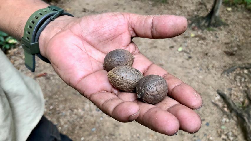 Eigentlich sind diese Nüsse giftig, doch gewaschen und besonders behandelt nutzten die indigenen Vorfahren des 45-Jährigen die Nüsse als Medizin. 