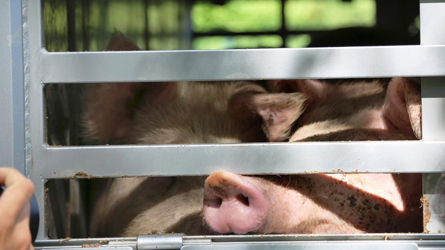 Schweine im Viehtransporter auf dem Weg zum Schlachthof.(Symbolbild)