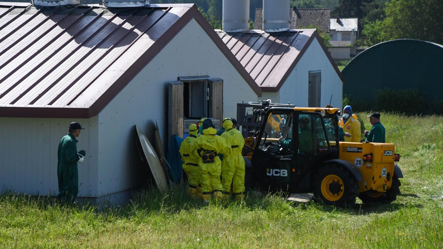 In einem Regenstaufer Geflügelbetrieb müssen 60.000 Hühner gekeult werden. 