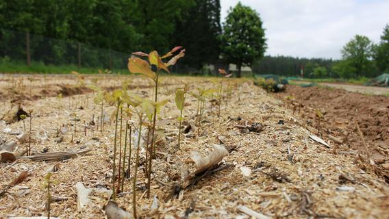 Samen-Plantagen kommen zu spät: In Frankens Forst droht die Katastrophe