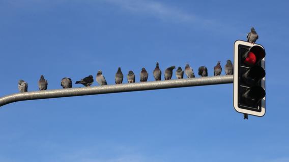 Taubenfalle am Klinikum: Vögel könnten Erreger einschleppen - Für Tierschützer der falsche Weg