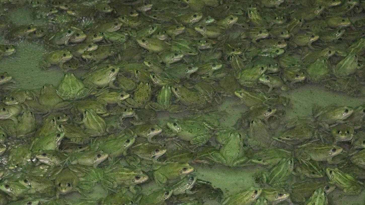 Frösche wachsen in der Froschfarm von Patrick François in Südfrankreich heran. Frösche wachsen in der Froschfarm von Patrick François in Südfrankreich heran.