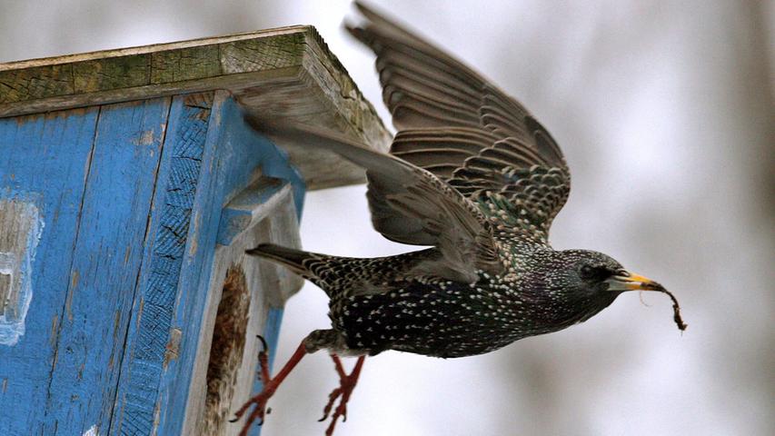 Auch Vogelhäuser im Garten können dazu beitragen, Schneckenbefall zu reduzieren.
