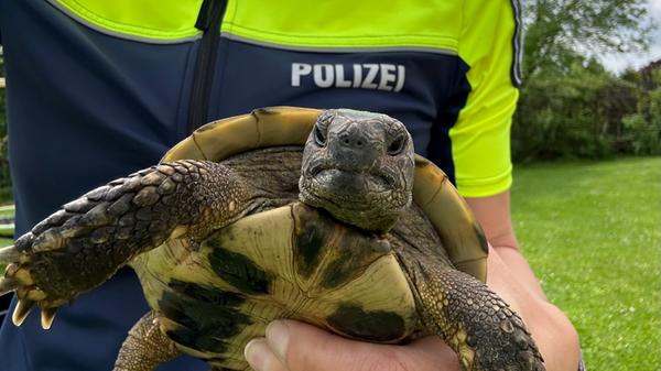 Polizistin fängt Schildkröte ein.