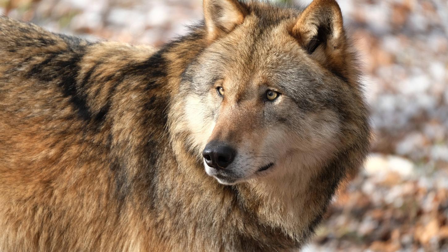 Bei Begegnungen zwischen Wolf und Mensch gilt es zunächst, Ruhe zu bewahren. (Symbolbild)