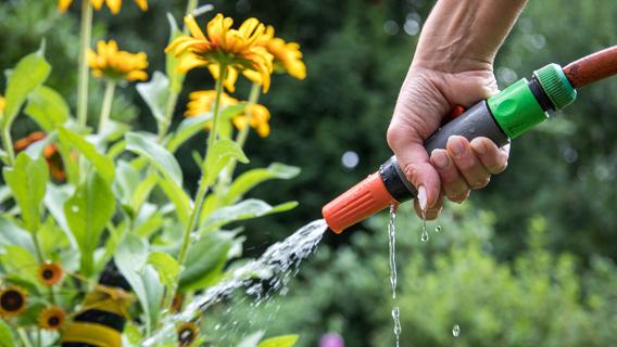 Tipps bei Hitze: So viel Wasser brauchen Pflanzen im Sommer wirklich