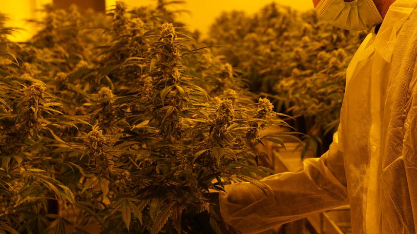 Über 20 Marihuana-Pflanzen: Polizei entdeckt Aufzuchtanlage in Franken
