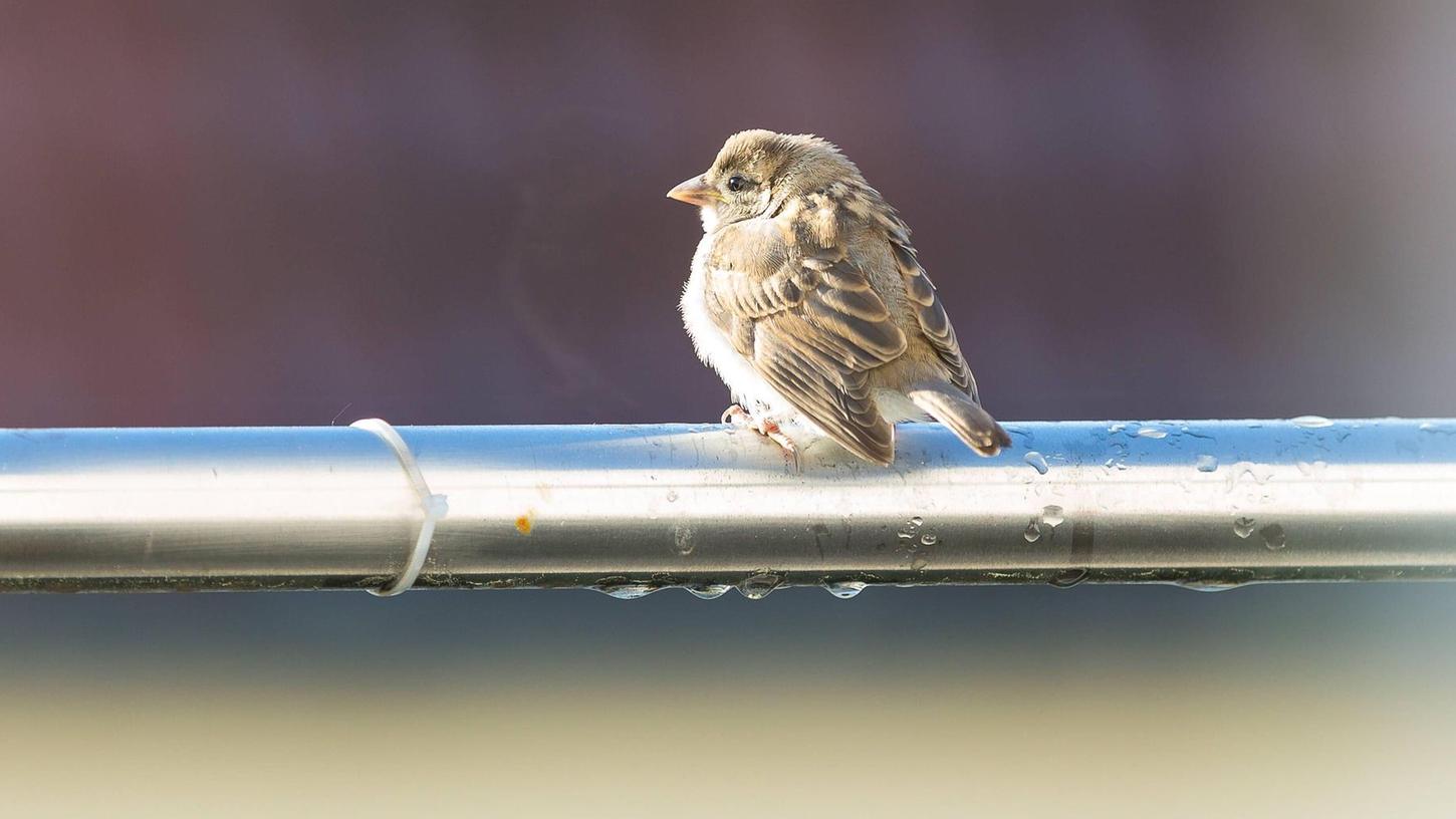 Spitzenplatz für den Spatz: Ein junges Exemplar sitzt auf einem Geländer. Im städtischen Raum finden Vögel heute zusehends weniger Nistmöglichkeiten.