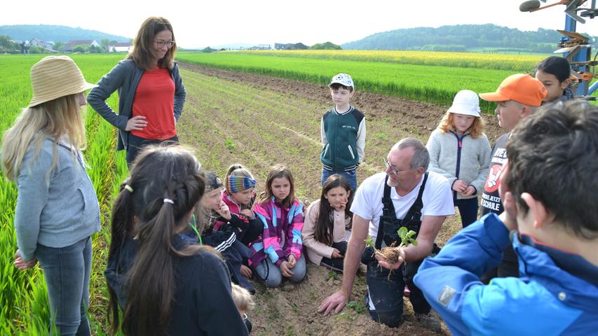 Gabler zeigt den Kindern das Entwicklungsstadium der Pflanze, die aus einer vor etwa vier Wochen gelegten Kartoffel entstanden ist.