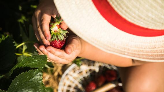 Erdbeeren selber pflücken: So gelingt das als Familien-Erlebnis