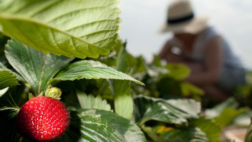 Zehn Dinge, die Sie für den Anbau von Erdbeeren wissen müssen
