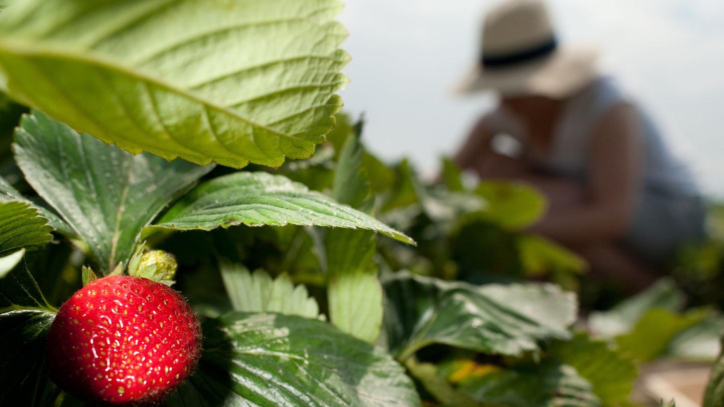 Mit etwas Gärtner-Wissen gedeihen die Erdbeeren bei Ihnen ebenso prachtvoll.