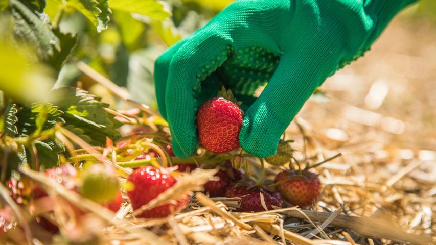 Erdbeeren sind empfindlich. Bei der Ernte sollten Sie vorsichtig sein.