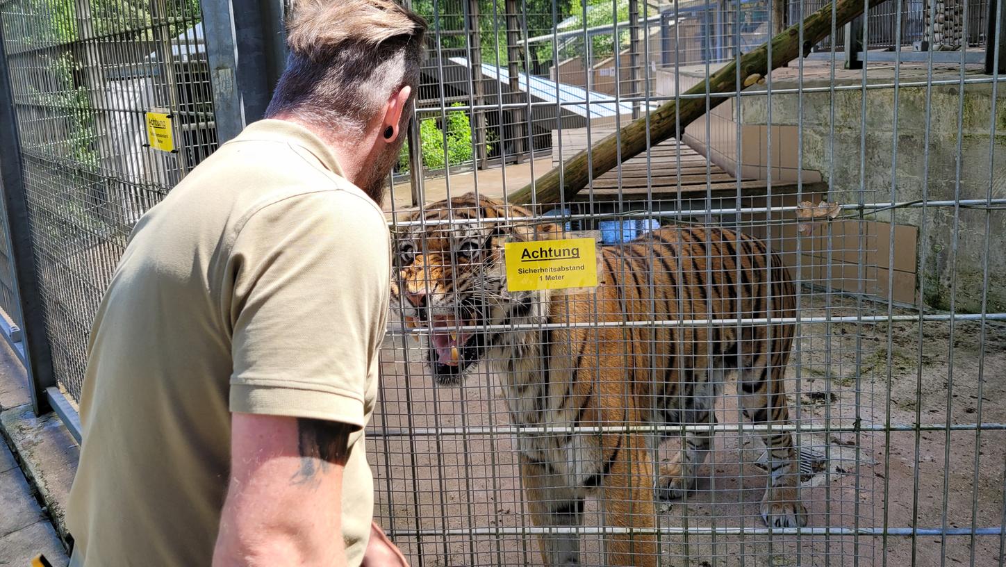 Tiger Boris ist vor 17 Jahren im Raubtierasyl geboren.
