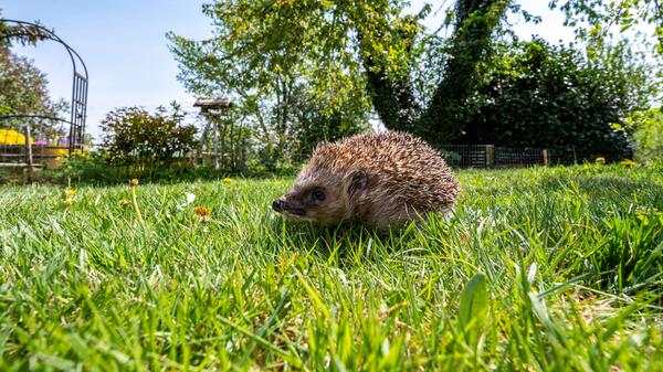 Igel