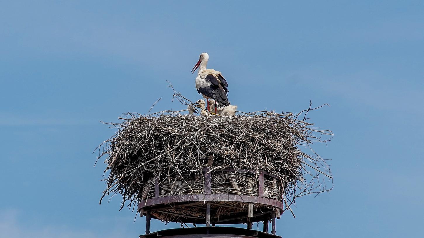 Die Auerbacher Störche haben Nachwuchs. Die Auerbacher Störche haben Nachwuchs.