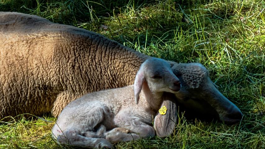 Ein junges Lamm genießt mit seiner Mutter einen entspannten Nachmittag. Mehr Leserfotos finden Sie hier
