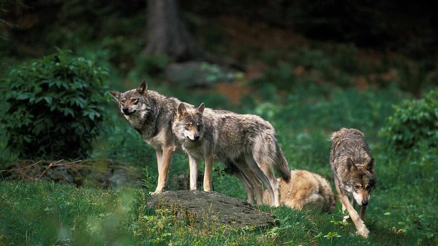 Ist der Wolf wieder da? In der Fränkischen Schweiz wurden zuletzt mehrere Sichtungen gemeldet. (Symbolbild)