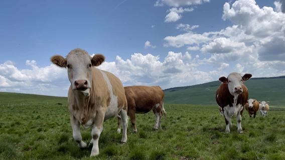 Klimaziele: Irland erwägt Schlachtung von 200.000 Kühen
