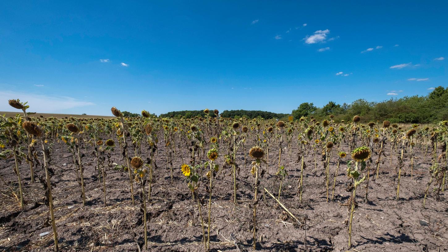 Sonnenblumen in Unterfranken leiden im Sommer 2022 unter der extremen Trockenheit. (Symbolbild)