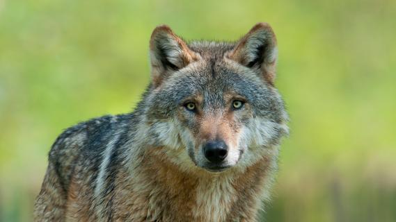 Vortrag über den Wolf im Landkreis Weißenburg-Gunzenhausen