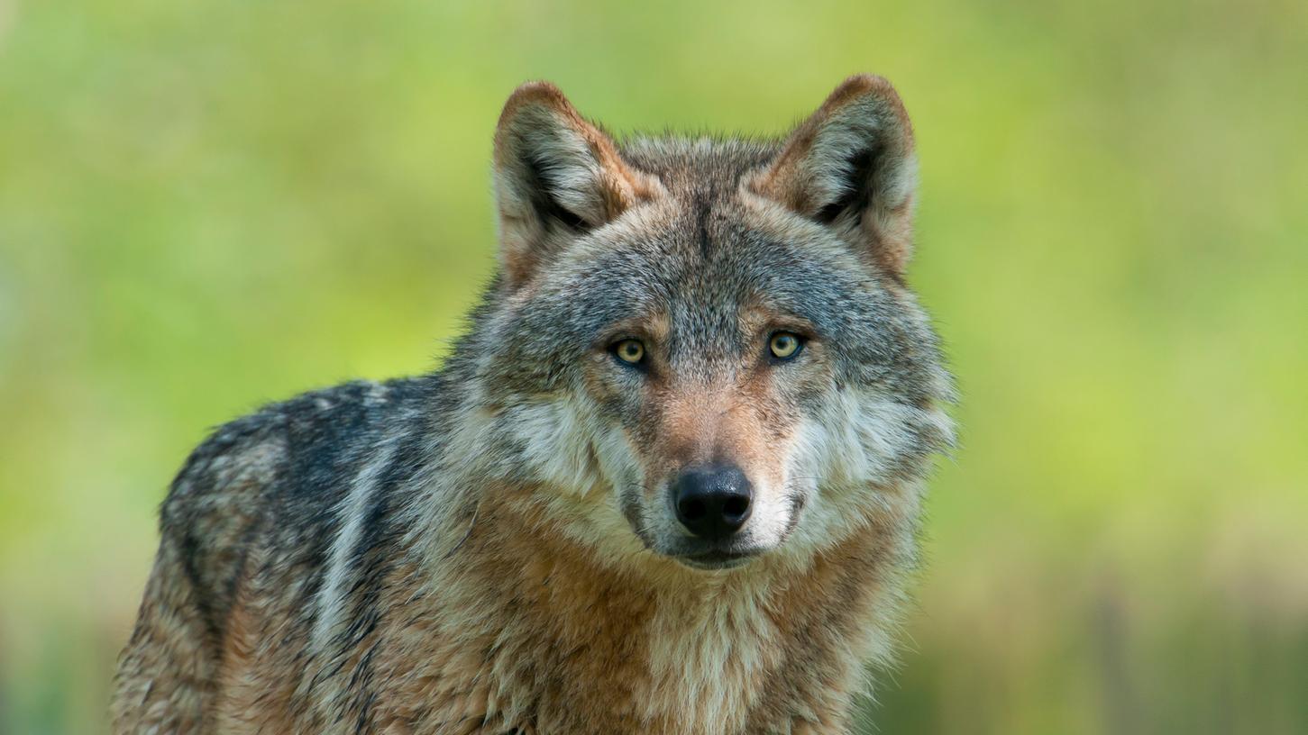 Der Europäische Wolf. Der Europäische Wolf.