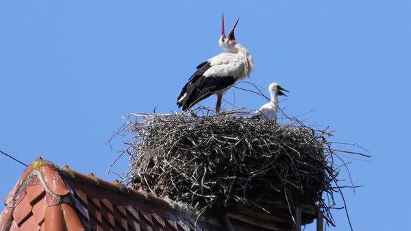 ROT-Stoerche-auf-der-Stadtkirche-Schwabach